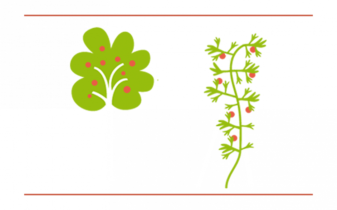 Self-management of mountain orchards