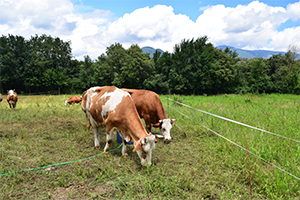 THE POLYFARMING PROJECT PARTICIPATES IN THE ‘PASTUCAR’ CONFERENCE